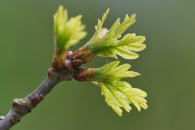 Quercus x bimundorum 'Crimschmidt' - kříženec dubu bílého a letního - jarní výhonky